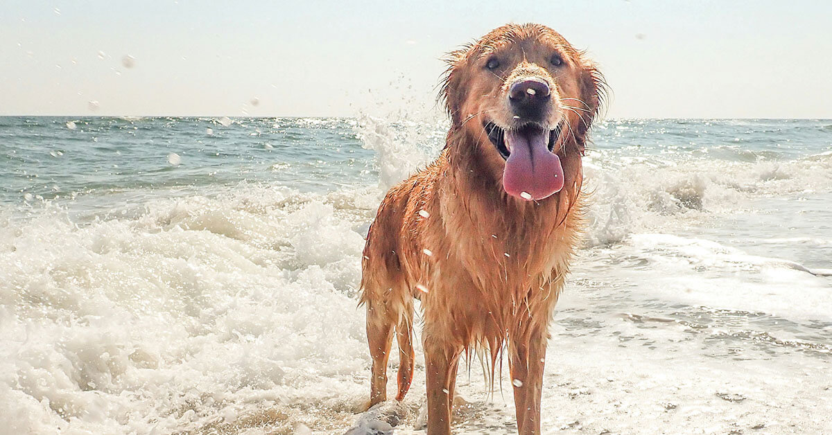 Happy dog playing in the ocean during a hot day.